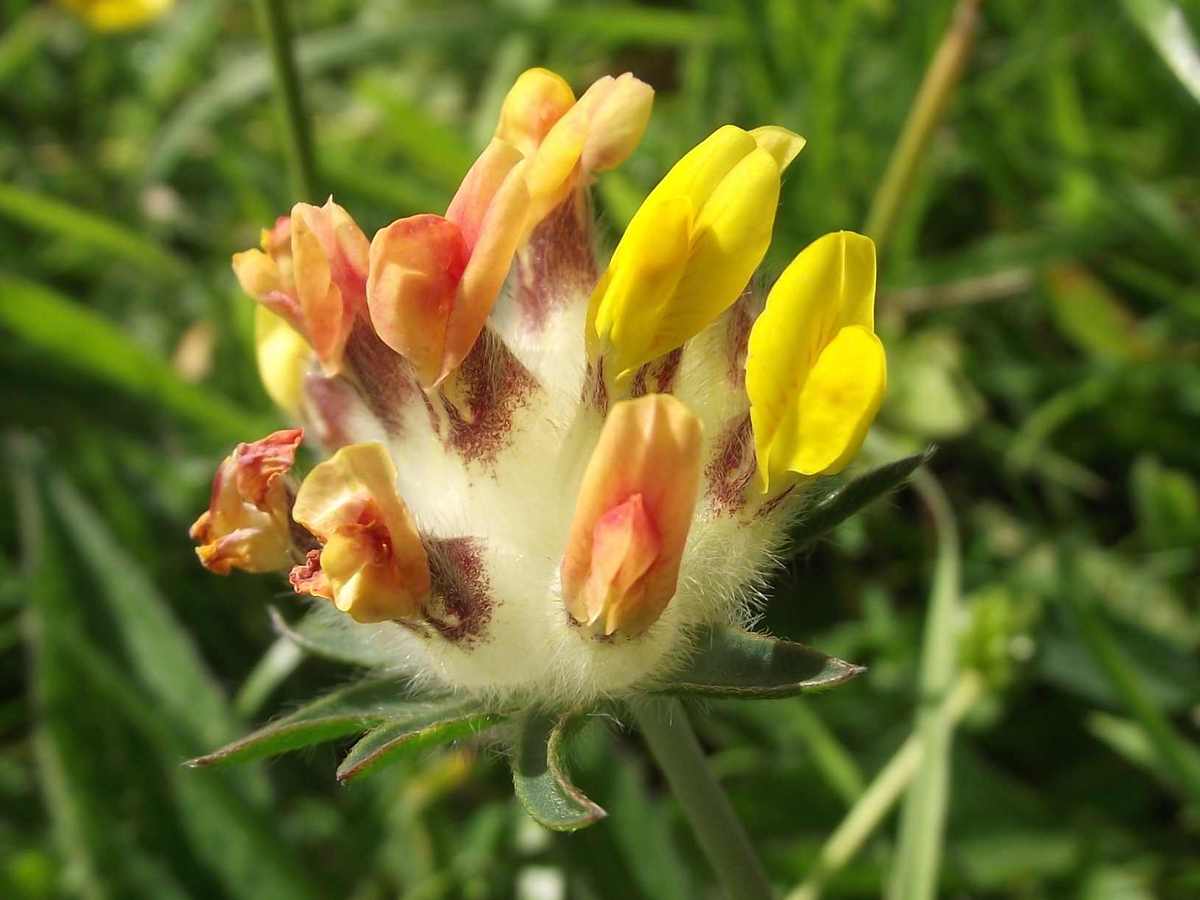 Kidney vetch